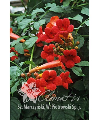 Planta, Trâmbiță Flamenco, Campsis radicans Flamenco, ghiveci C2 litri