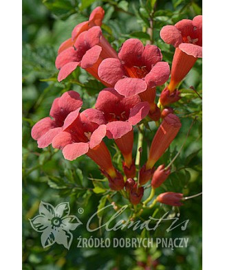 Planta, Trâmbiță Flamenco,...