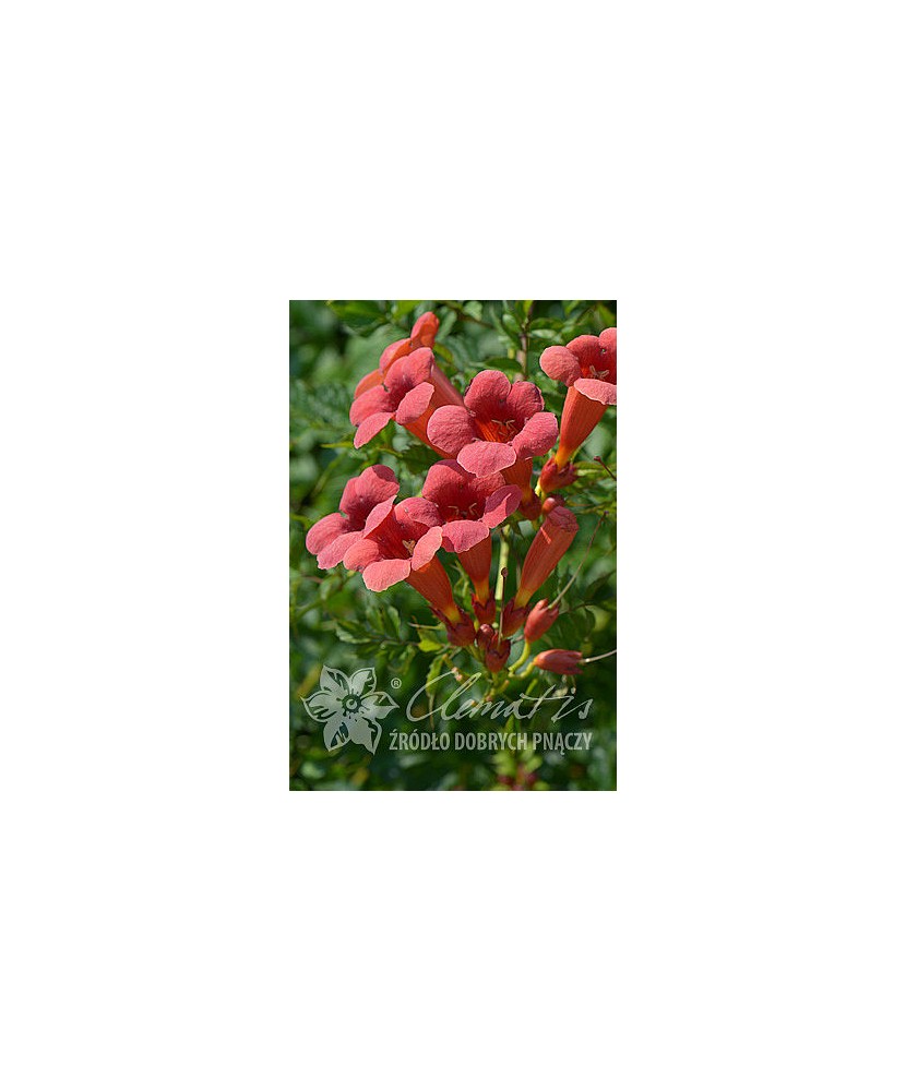 Planta, Trâmbiță Flamenco, Campsis radicans Flamenco, ghiveci C2 litri
