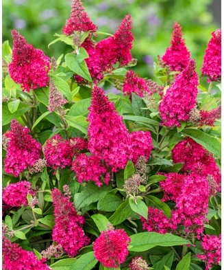 Planta, Liliac de vară...