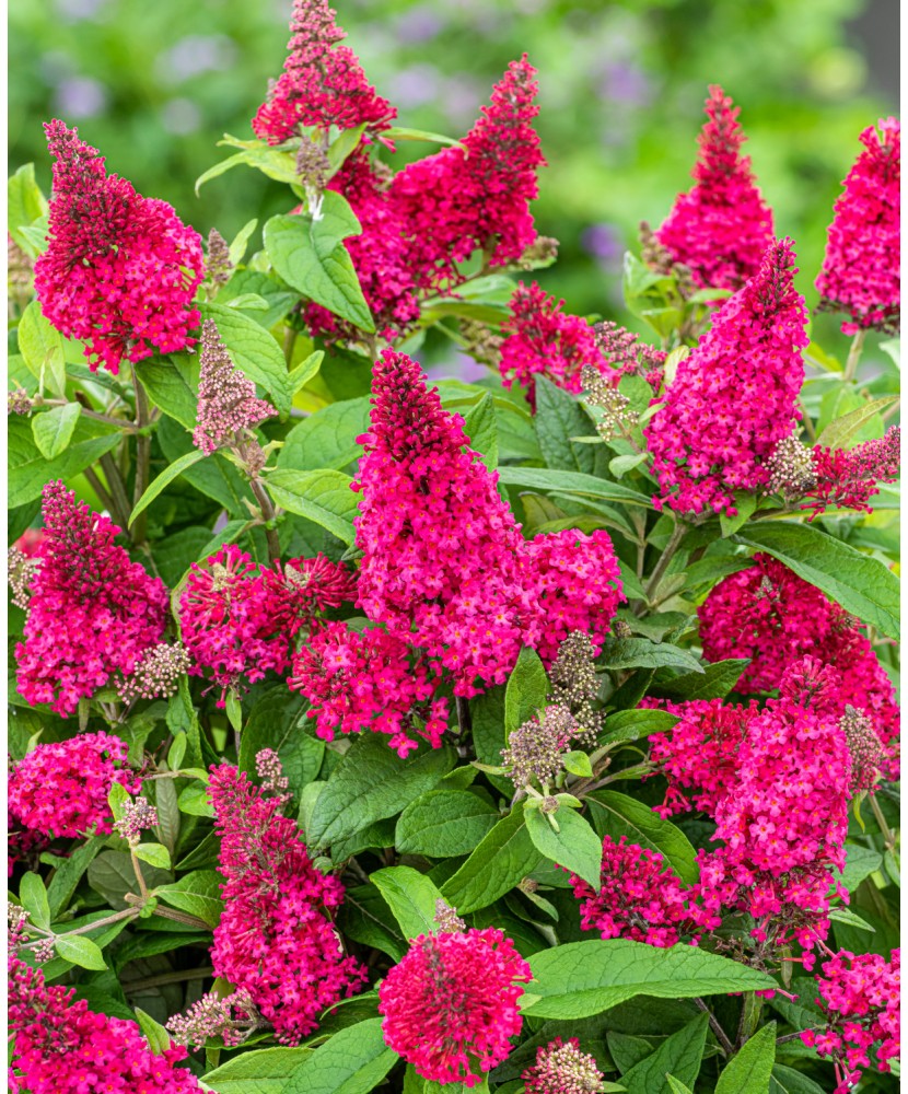 Planta, Liliac de vară Little Ruby, Buddleja davidii BUTTERFLY CANDY® LITTLE RUBY, ghiveci C2 litri