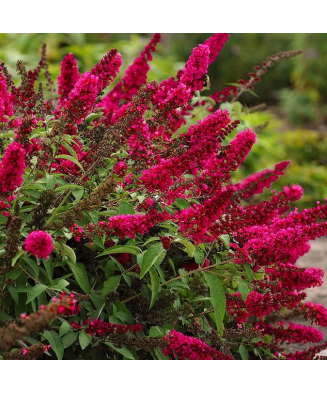 Planta, Liliac de vară Little Ruby, Buddleja davidii BUTTERFLY CANDY® LITTLE RUBY, ghiveci C2 litri