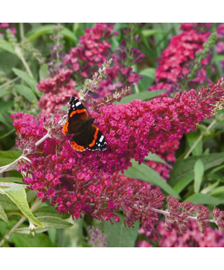 Planta, Liliac de vară Little Ruby, Buddleja davidii BUTTERFLY CANDY® LITTLE RUBY, ghiveci C2 litri
