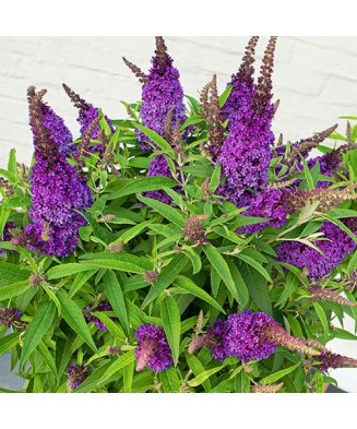 Planta, Liliac de vară...