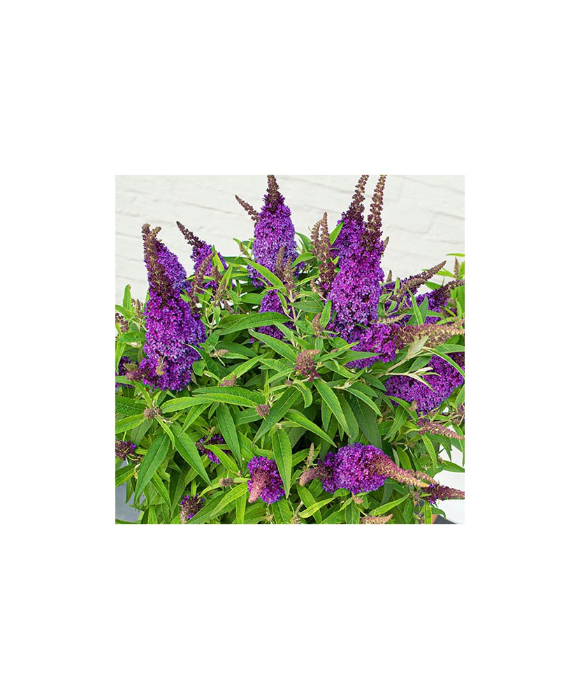 Planta, Liliac de vară Little Purple, Buddleja davidii BUTTERFLY CANDY® LITTLE PURPLE, ghiveci C2 litri