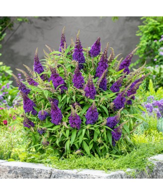 Planta, Liliac de vară Little Purple, Buddleja davidii BUTTERFLY CANDY® LITTLE PURPLE, ghiveci C2 litri