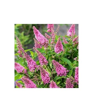 Planta, Liliac de vară...