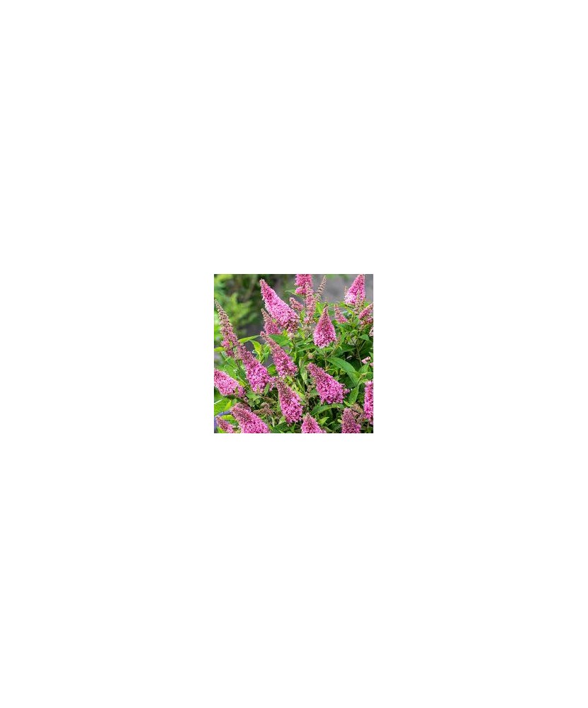 Planta, Liliac de vară Little Pink, Buddleja davidii BUTTERFLY CANDY® LITTLE PINK, ghiveci C2 litri