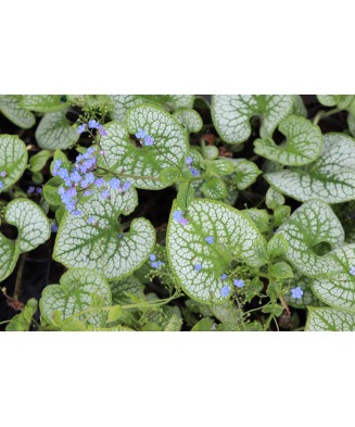 Planta, Specie ornamentală, Brunnera macrophylla Sea Heart PBR, ghiveci C2 litri