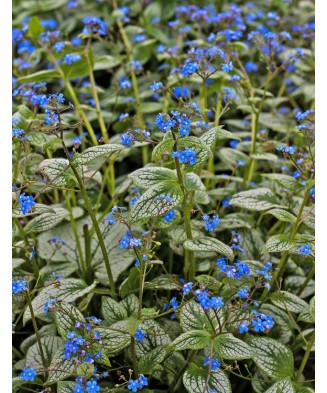 Planta, Specie ornamentală, Brunnera macrophylla Silver Heart PBR, ghiveci C2 litri