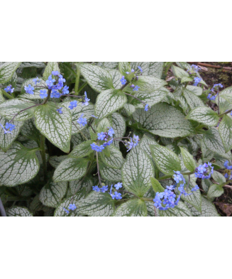 Planta, Specie ornamentală,...