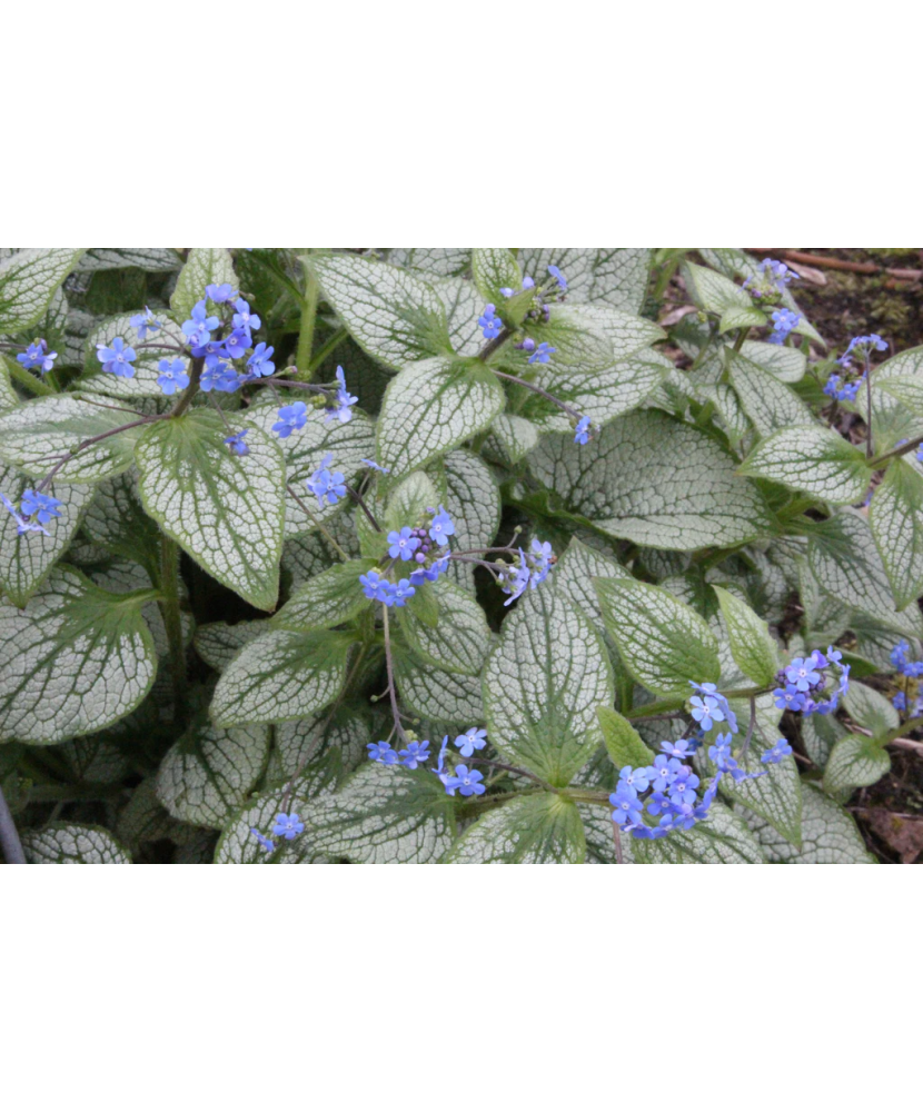 Planta, Specie ornamentală, Brunnera macrophylla Silver Heart PBR, ghiveci C2 litri