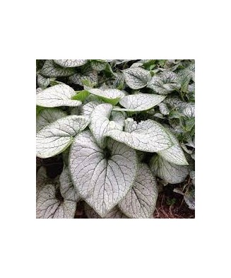 Planta, Specie ornamentală, Brunnera macrophylla Silver Heart PBR, ghiveci C2 litri