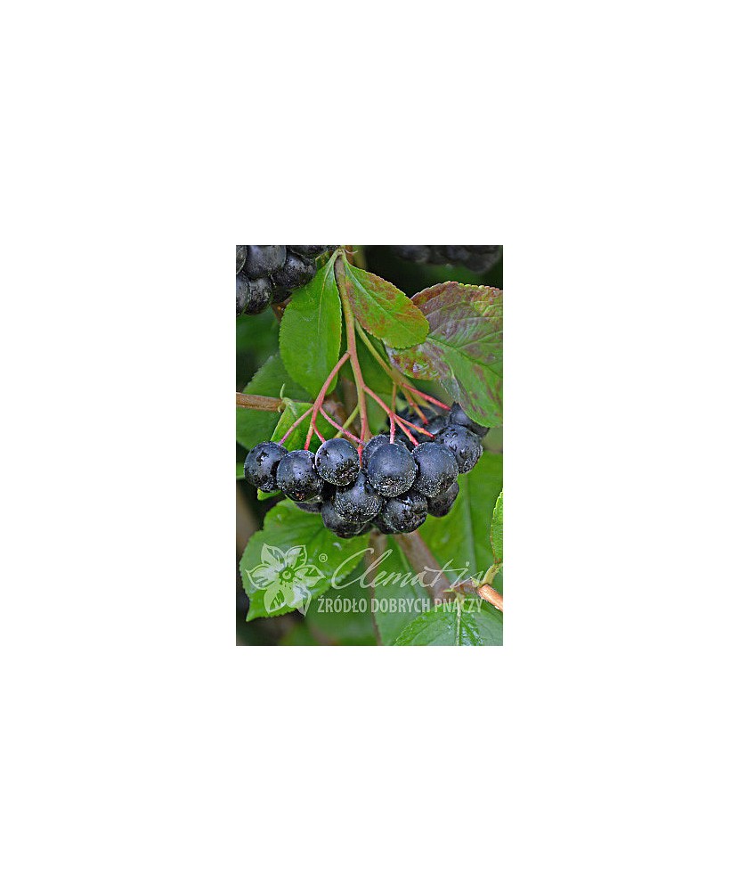 Planta, Aronia Viking, Aronia x prunifolia Viking, ghiveci P9 litri