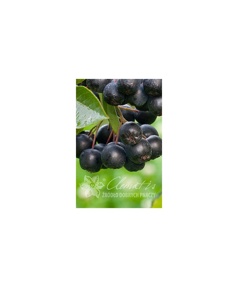 Planta, Aronia neagră Nero, Aronia ×prunifolia Nero, ghiveci C2 litri