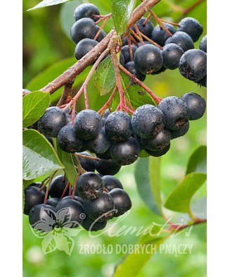 Planta, Aronia neagră Nero, Aronia ×prunifolia Nero, ghiveci C2 litri