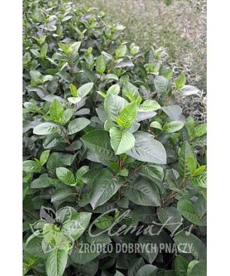 Planta, Aronia neagră Nero, Aronia ×prunifolia Nero, ghiveci C2 litri