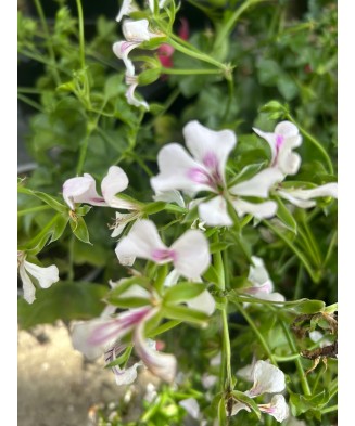 Planta, Mușcată Tiroleză...