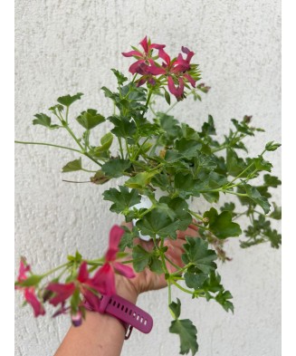 Planta, Mușcată Tiroleză...