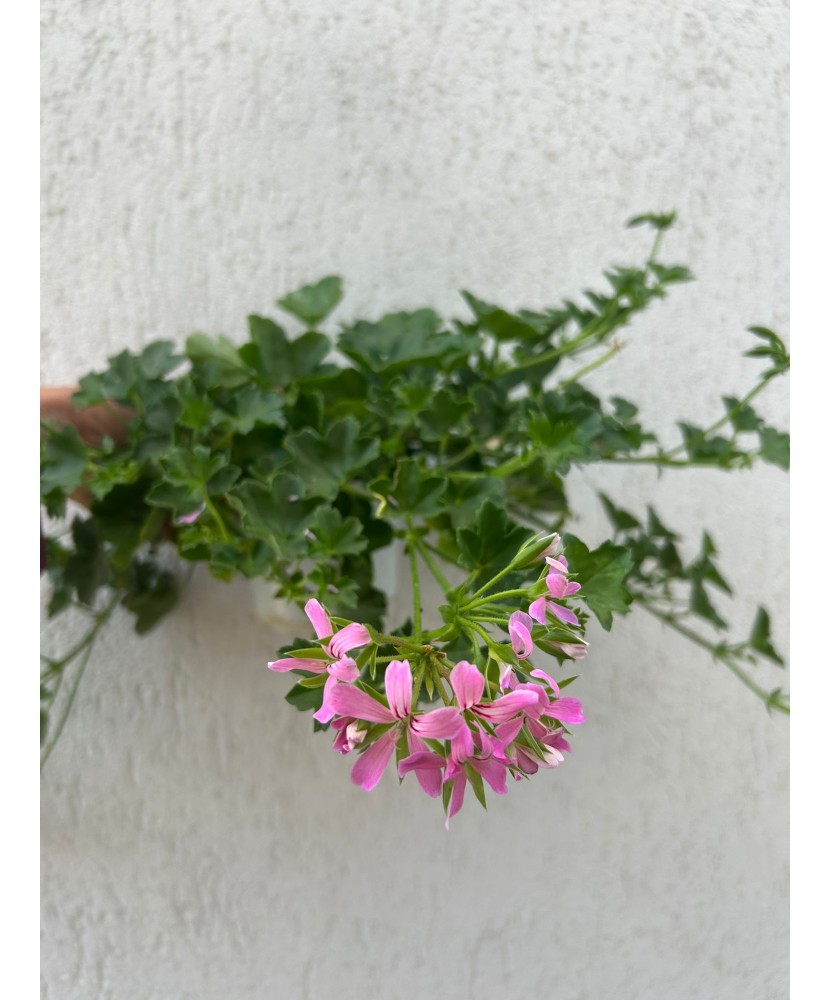 Planta, Mușcată Tiroleză (Geranium pendul) – Geranio FS Ville de Paris, culoare liliac Ghiveci, 12 cm