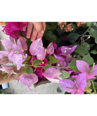 Planta, Bougainvillea, Floare de hartie, ghiveci 17cm