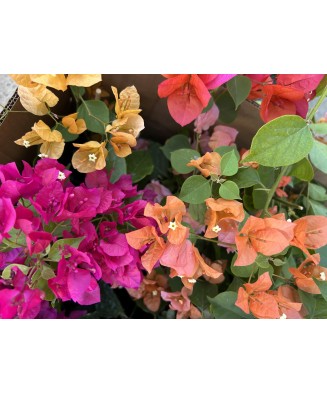 Planta, Bougainvillea, Floare de hartie, ghiveci 17cm