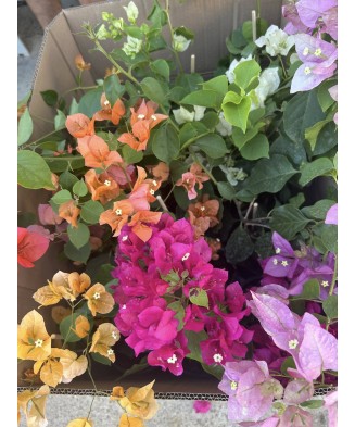 Planta, Bougainvillea, Floare de hartie, ghiveci 17cm