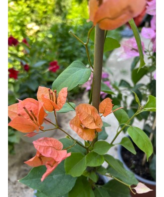 Planta, Bougainvillea, Floare de hartie, ghiveci 17cm