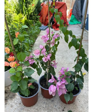 Planta, Bougainvillea, Floare de hartie, ghiveci 17cm