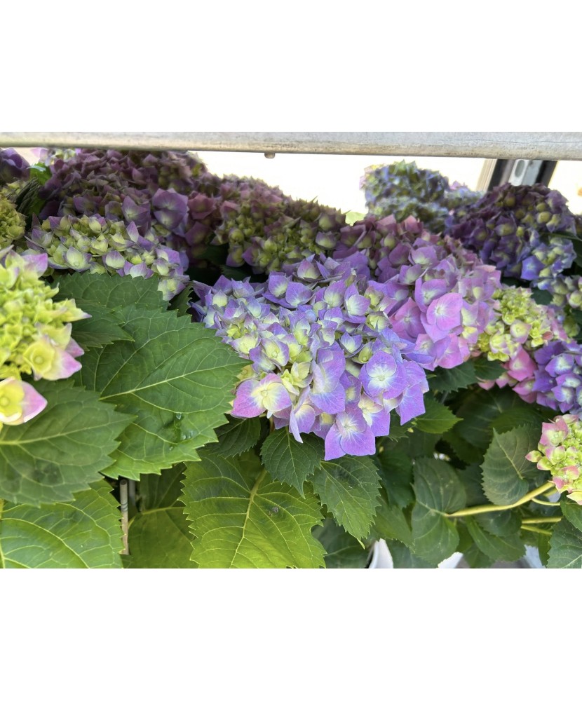 Planta la ghiveci, Hortensie multicolor, Ghiveci 25 cm