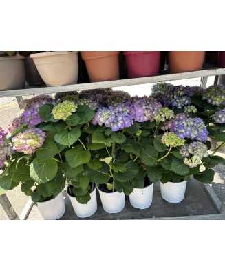 Planta la ghiveci, Hortensie multicolor, Ghiveci 25 cm