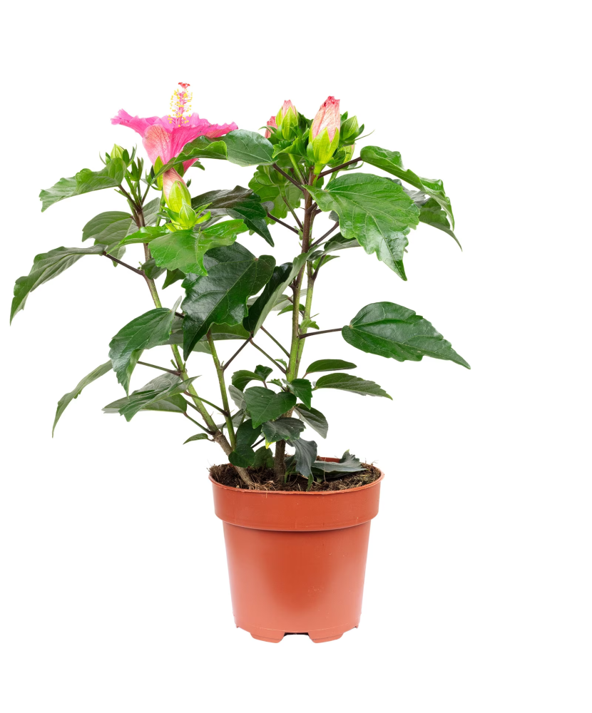 Planta la ghiveci, Hibiscus, Ghiveci 22 cm