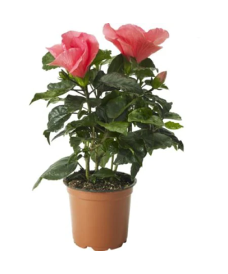 Planta la ghiveci, Hibiscus, Ghiveci 22 cm