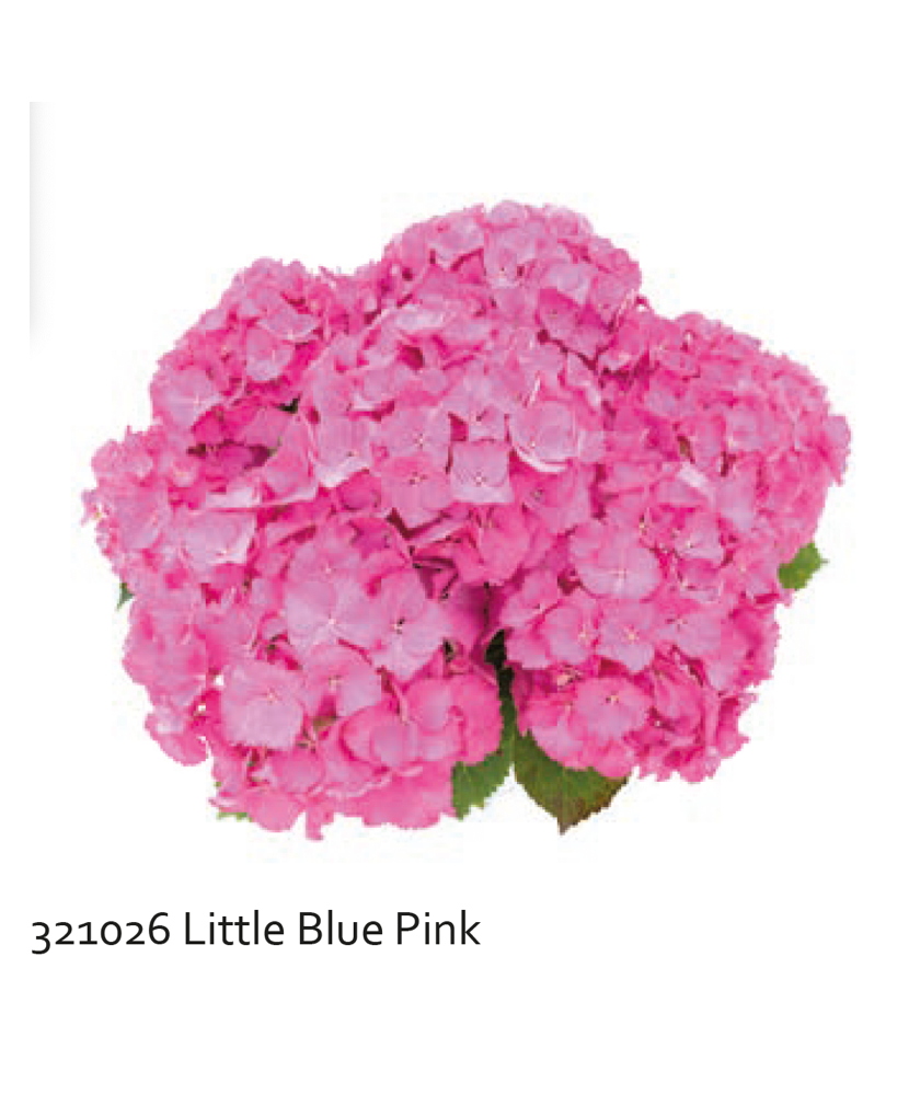 Planta la ghiveci, Hortensie albastru roz, Hortensie Little Blue Pink, Ghiveci 13 cm