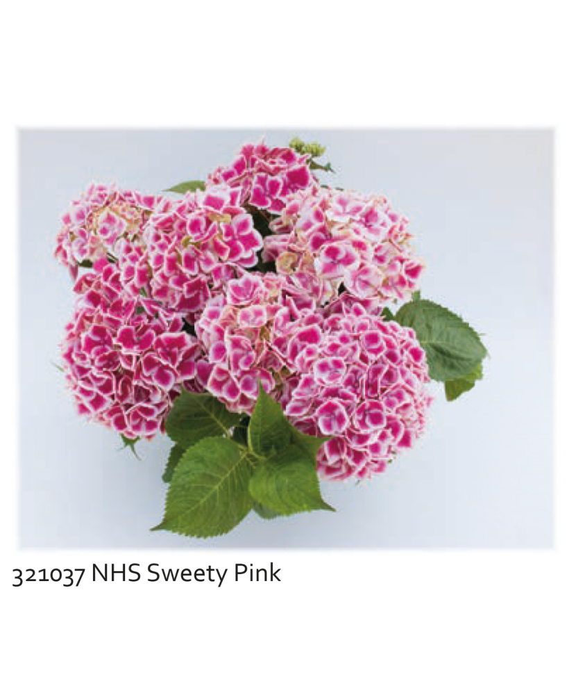 Planta la ghiveci, Hortensie roz bicolor, Hortensie Sweety Pink, Ghiveci 13 cm