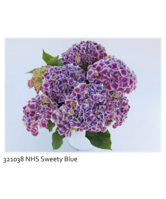 Planta la ghiveci,...