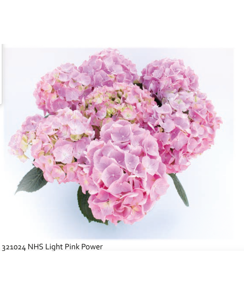 Hortensie NHS „Light Pink Power” – Roz Deschis (Ghiveci 13 cm)