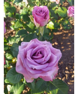 Butaș trandafir Blue for You – rădăcină nudă, mov-liliachiu, cu parfum distinct