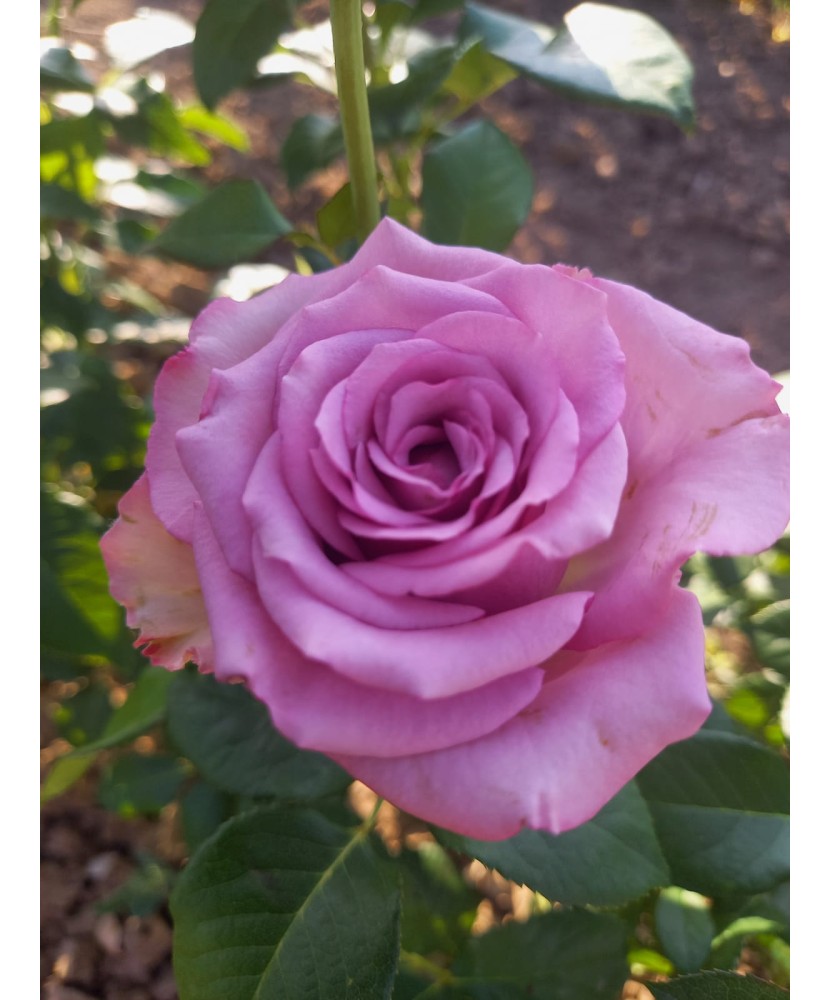 Butaș trandafir Blue for You – rădăcină nudă, mov-liliachiu, cu parfum distinct