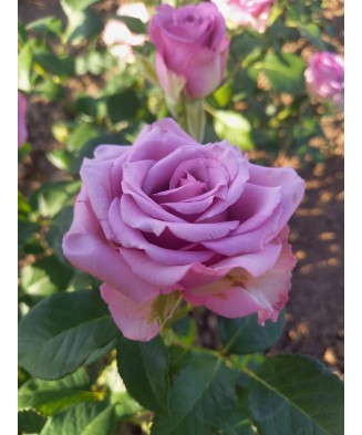 Butaș trandafir Blue for You – rădăcină nudă, mov-liliachiu, cu parfum distinct