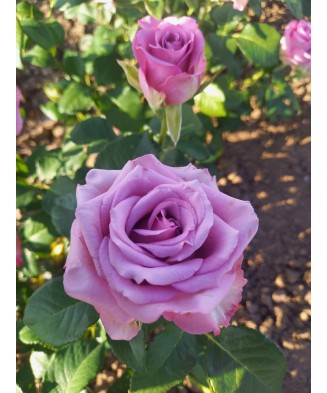 Butaș trandafir Blue for You – rădăcină nudă, mov-liliachiu, cu parfum distinct