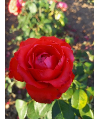 Butaș trandafir Grand Gala – rădăcină nudă, roșu catifelat, elegant și dramatic