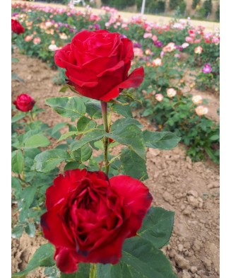 Butaș trandafir Grand Gala – rădăcină nudă, roșu catifelat, elegant și dramatic