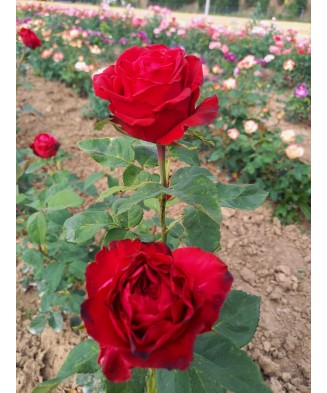 Butaș trandafir Grand Gala – rădăcină nudă, roșu catifelat, elegant și dramatic