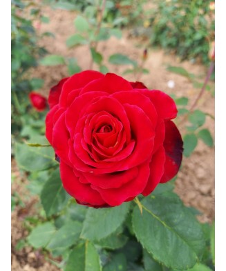 Butaș trandafir Grand Gala – rădăcină nudă, roșu catifelat, elegant și dramatic