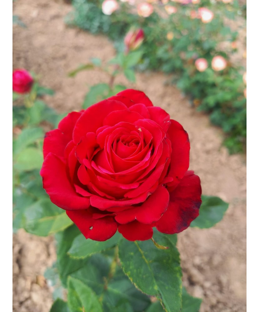 Butaș trandafir Grand Gala – rădăcină nudă, roșu catifelat, elegant și dramatic