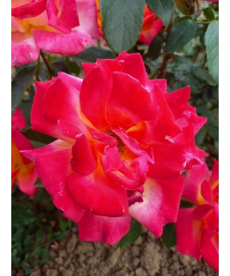 Butaș trandafir Two Color – rădăcină nudă, bicolor roșu-roz, aspect deosebit