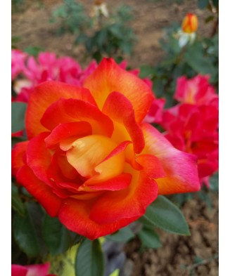 Butaș trandafir Two Color – rădăcină nudă, bicolor roșu-roz, aspect deosebit