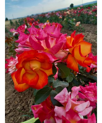 Butaș trandafir Two Color – rădăcină nudă, bicolor roșu-roz, aspect deosebit