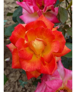 Butaș trandafir Two Color – rădăcină nudă, bicolor roșu-roz, aspect deosebit